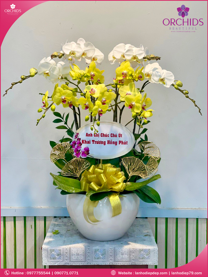 Chậu hoa lan hồ điệp trắng vàng 9 cành