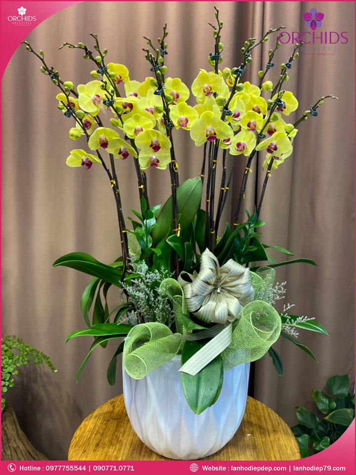 Chậu hoa lan hồ điệp vàng 10 cành