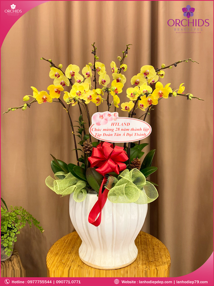 Chậu hoa lan hồ điệp vàng 10 cành