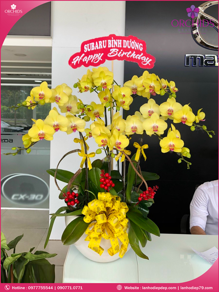 Chậu hoa lan hồ điệp vàng 10 cành