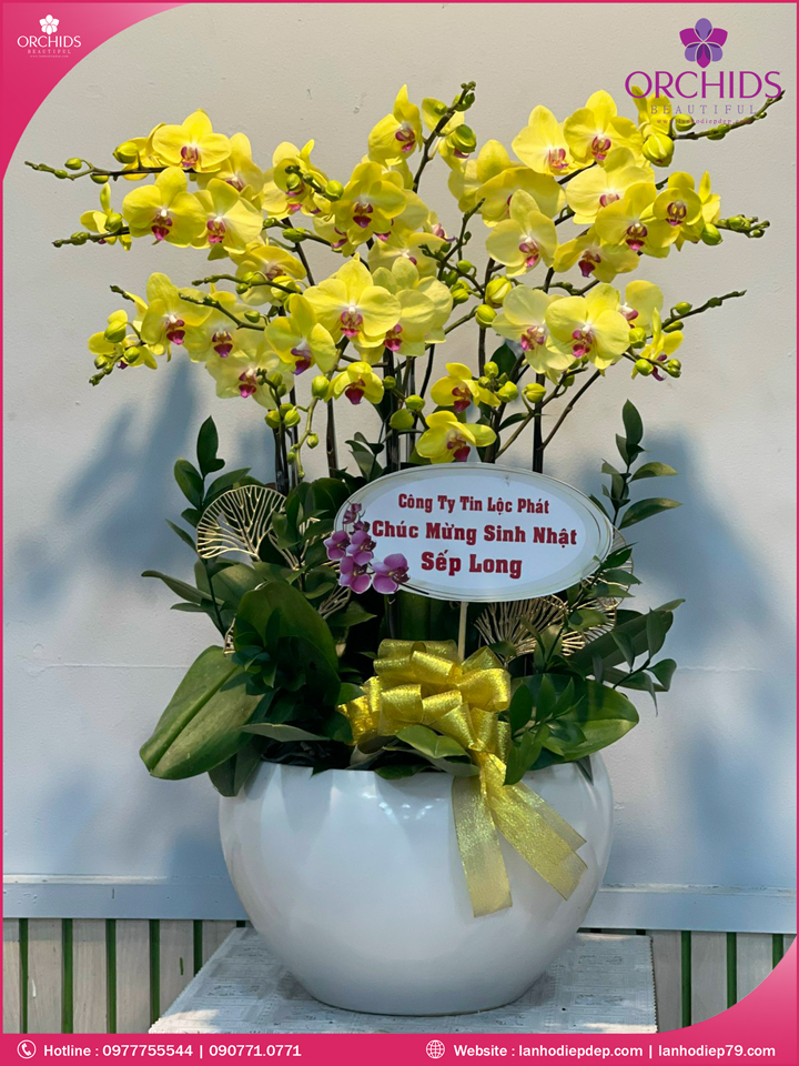 Chậu hoa lan hồ điệp vàng 10 cành
