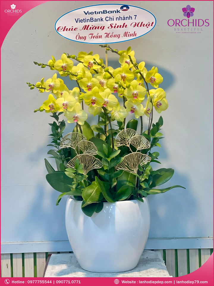 Chậu hoa lan hồ điệp vàng 10 cành
