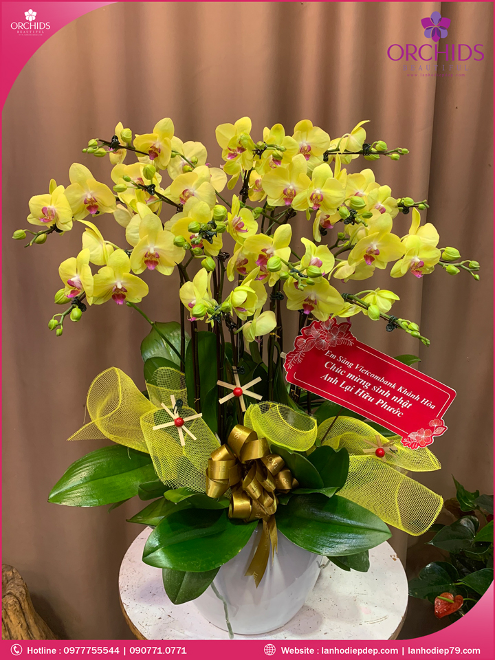 Chậu hoa lan hồ điệp vàng 10 cành