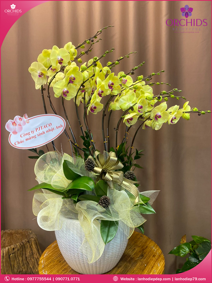 Chậu hoa lan hồ điệp vàng 10 cành