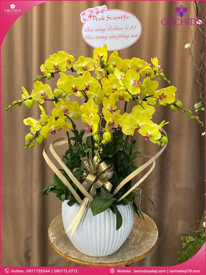 Chậu hoa lan hồ điệp vàng 10 cành