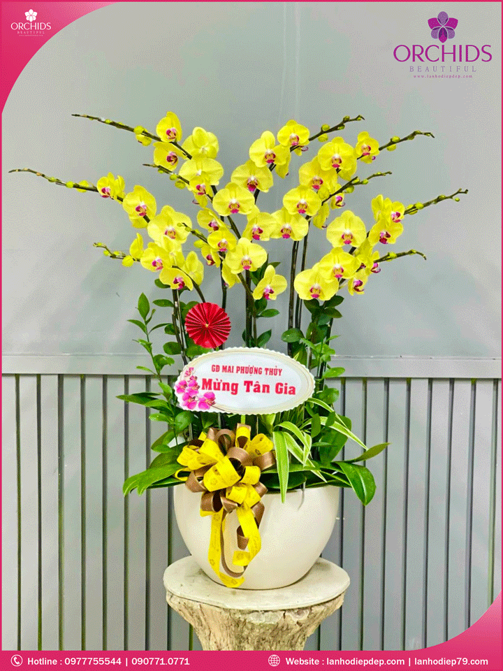 Chậu hoa lan hồ điệp vàng 10 cành