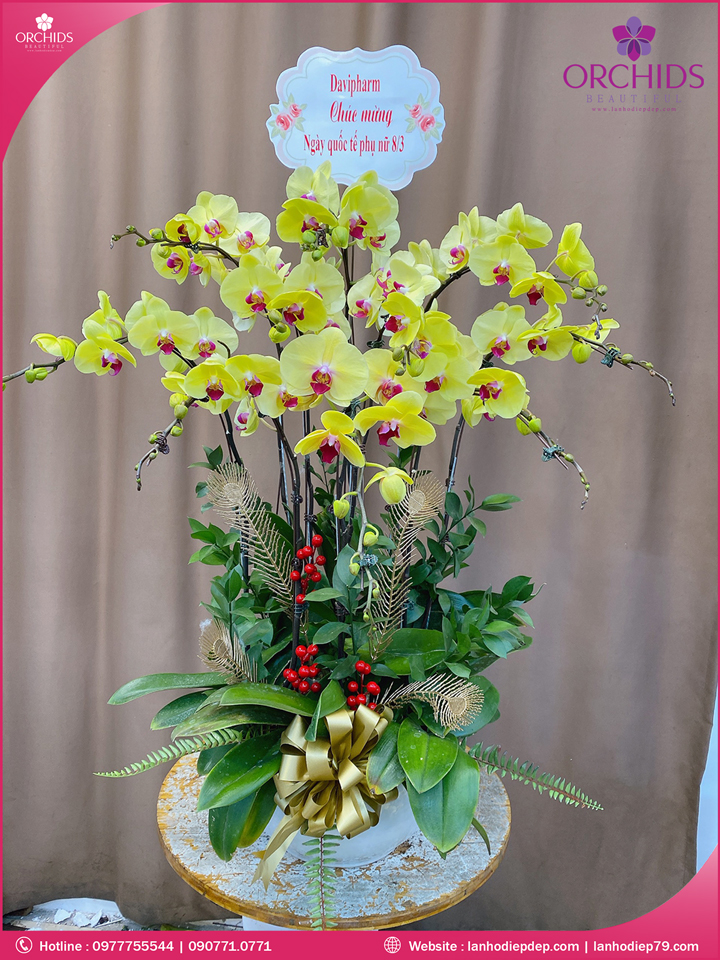 Chậu hoa lan hồ điệp vàng 10 cành