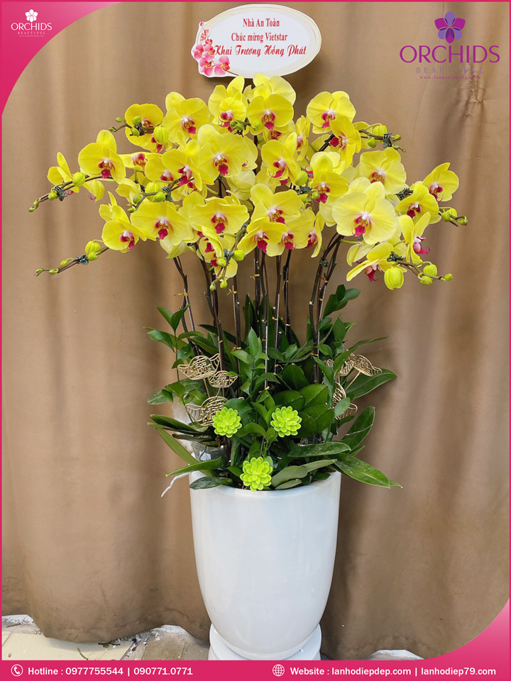 Chậu hoa lan hồ điệp vàng 10 cành