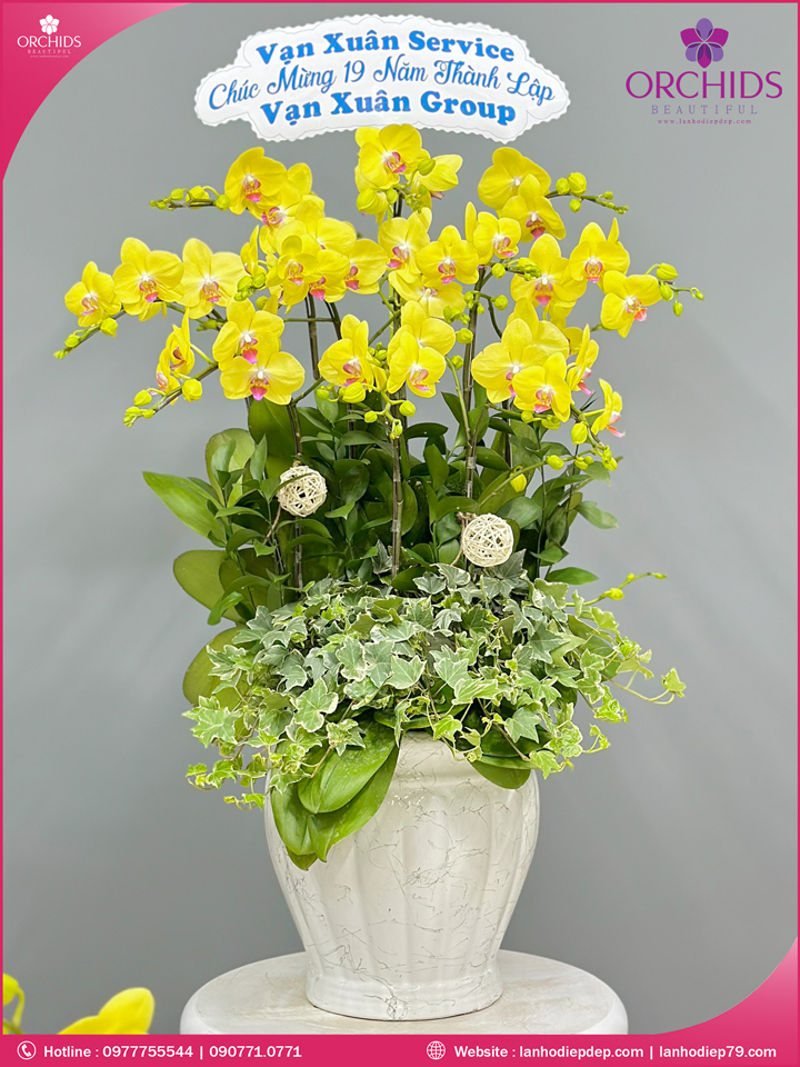 Chậu hoa lan hồ điệp vàng 10 cành