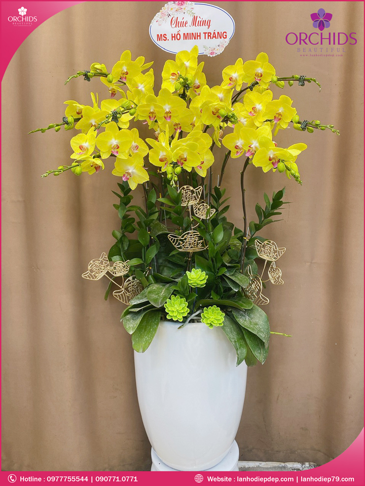 Chậu hoa lan hồ điệp vàng 10 cành