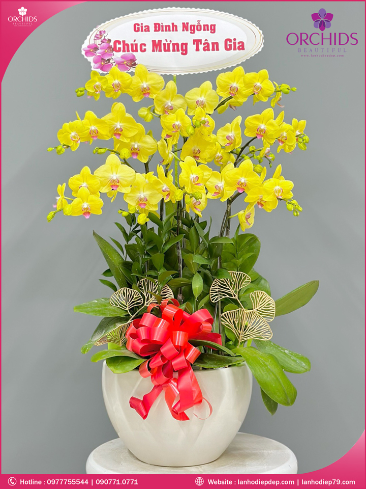 Chậu hoa lan hồ điệp vàng 10 cành