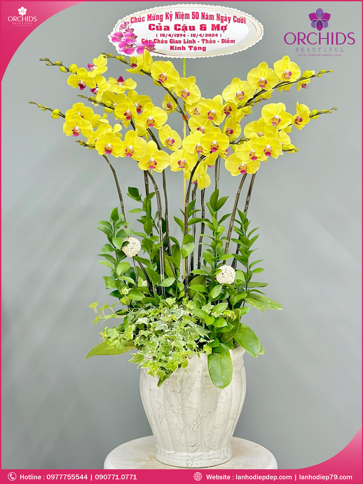 Chậu hoa lan hồ điệp vàng 10 cành