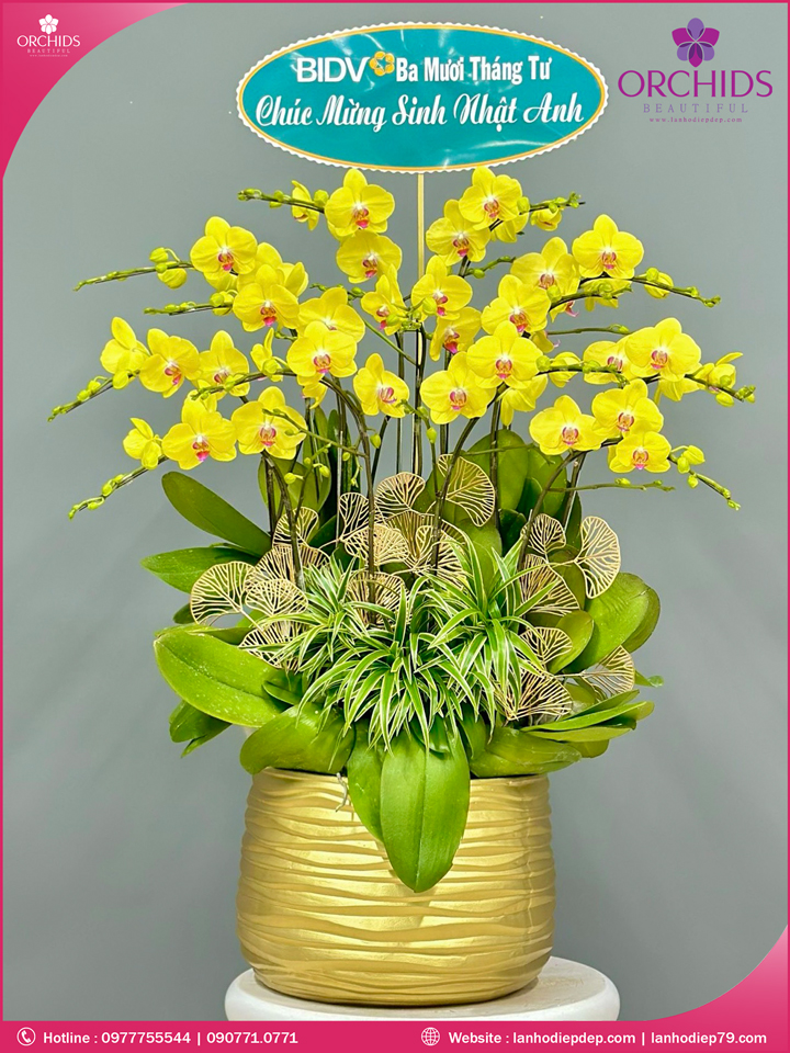 Chậu hoa lan hồ điệp vàng 10 cành