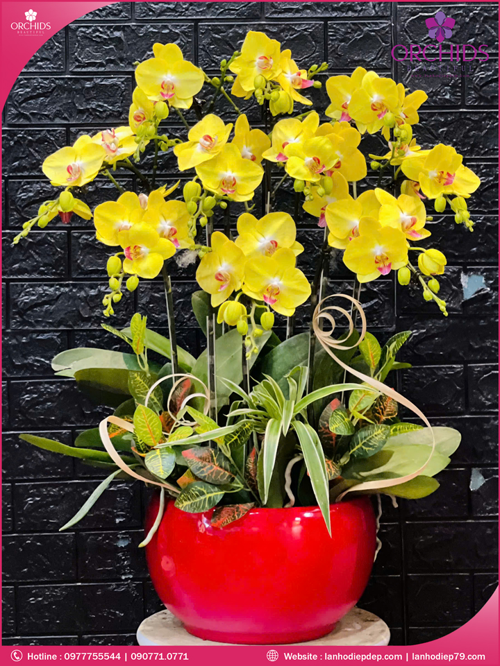 Chậu hoa lan hồ điệp vàng 10 cành