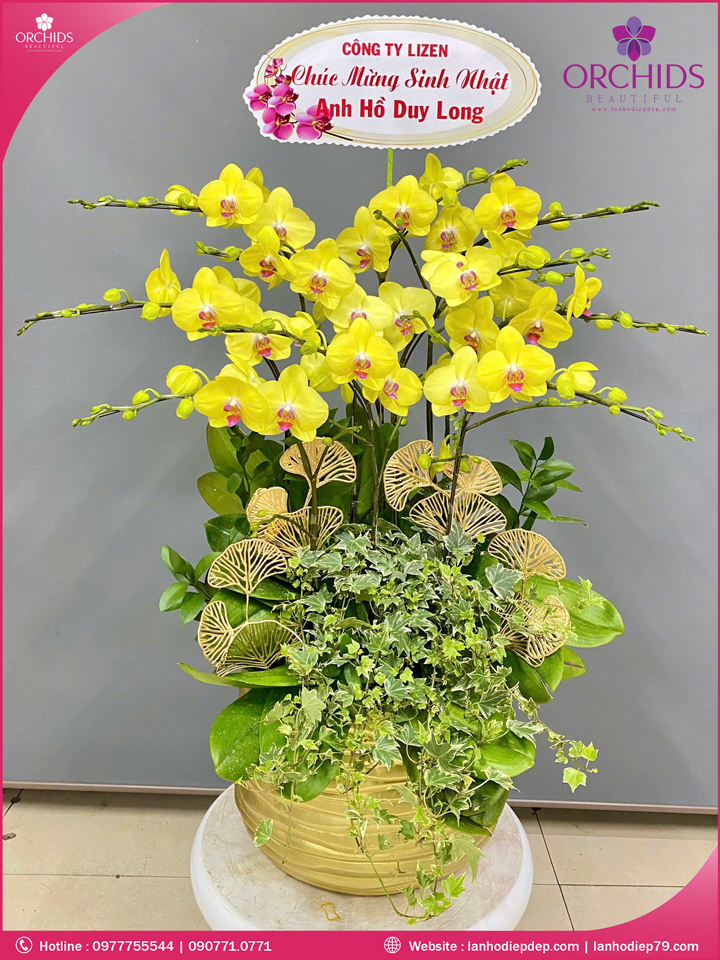 Chậu hoa lan hồ điệp vàng 10 cành