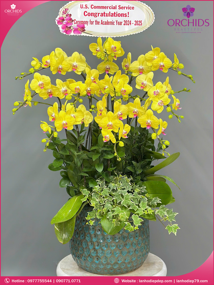 Chậu hoa lan hồ điệp vàng 10 cành
