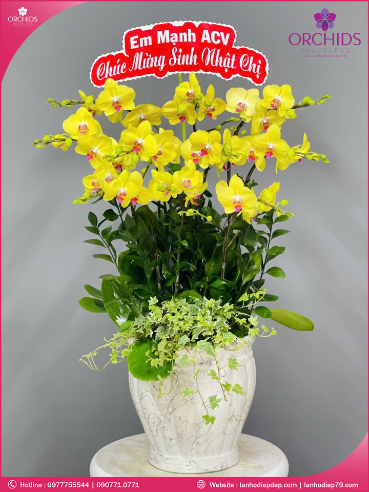 Chậu hoa lan hồ điệp vàng 10 cành