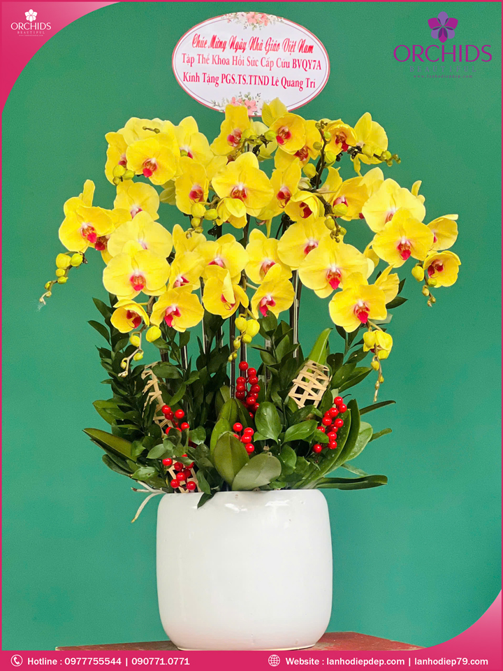 Chậu hoa lan hồ diệp vàng 10 cành