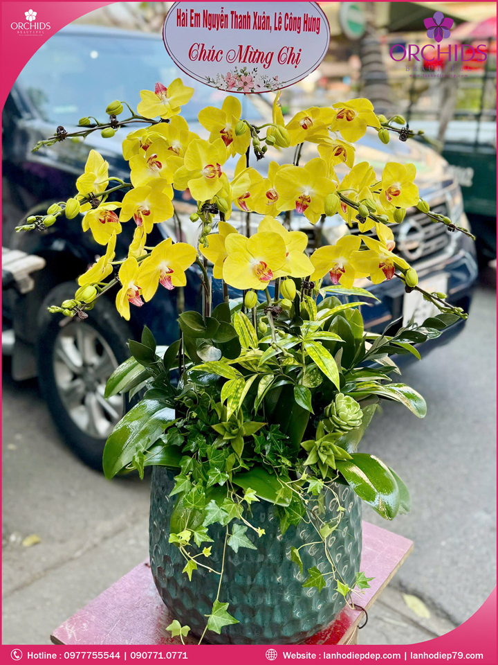 Chậu hoa lan hồ điệp vàng 10 cành
