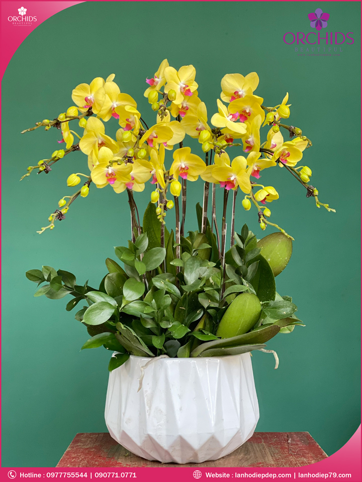 Chậu hoa lan hồ điệp vàng 10 cành
