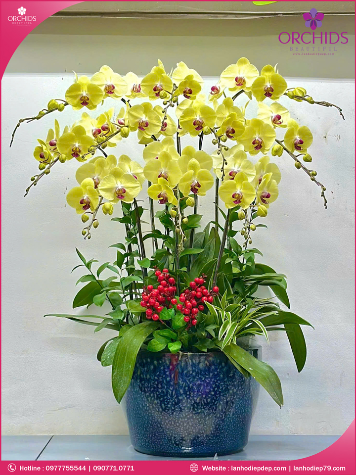 Chậu hoa lan hồ điệp vàng 10 cành