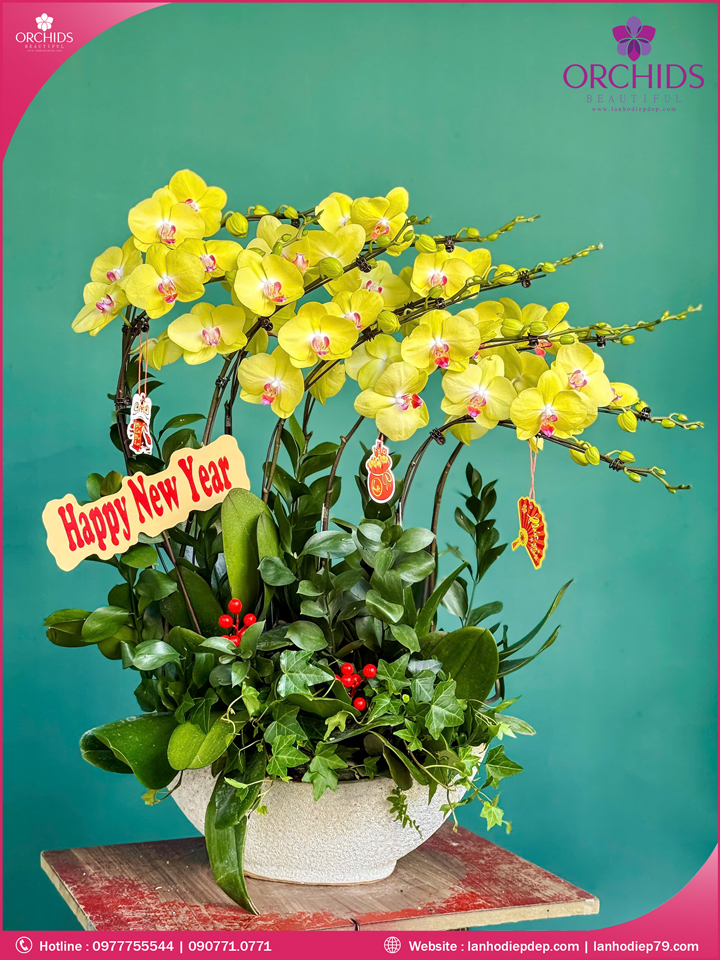 Chậu hoa lan hồ điệp vàng 10 cành