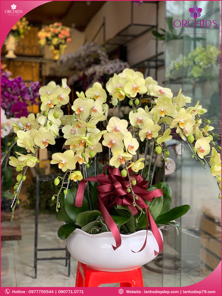 Chậu hoa lan hồ điệp vàng 10 cành