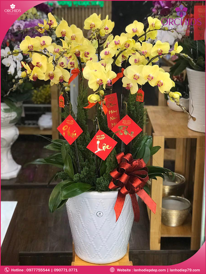Chậu hoa lan hồ điệp vàng 10 cành
