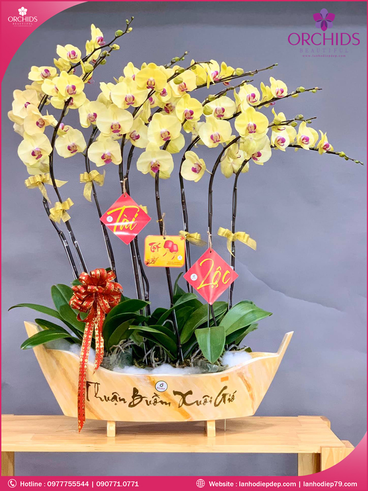 Chậu hoa lan hồ điệp vàng 10 cành