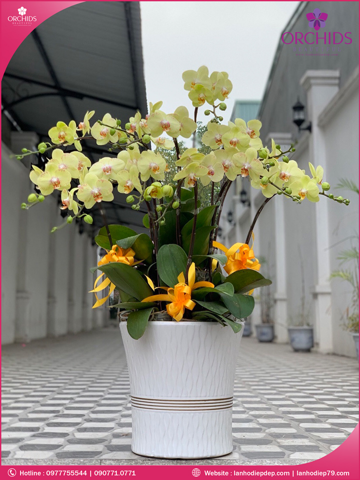 Chậu hoa lan hồ điệp vàng 10 cành