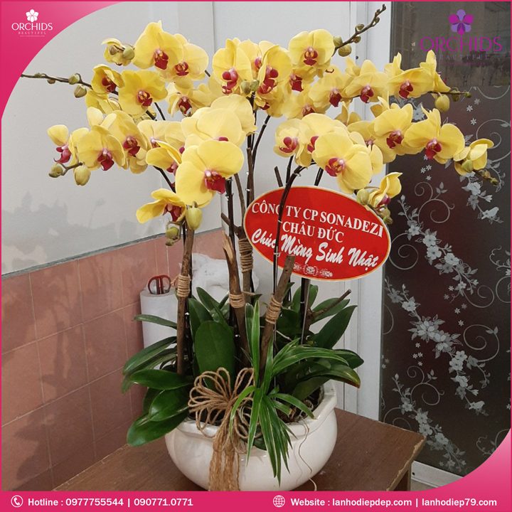 Chậu hoa lan hồ điệp vàng 10 cành