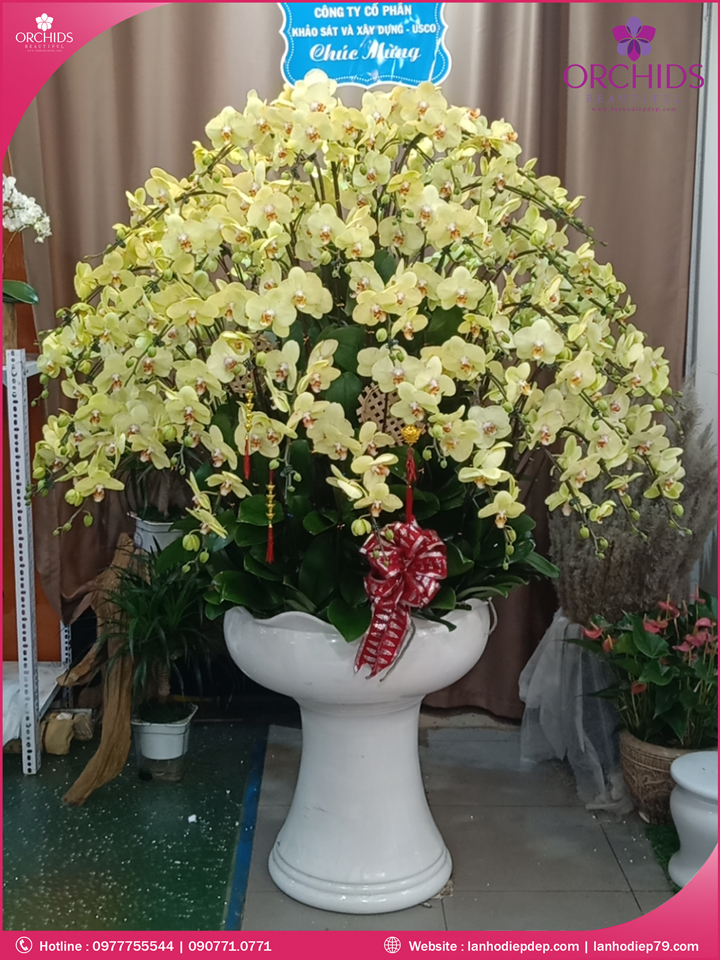 Chậu hoa lan hồ điệp vàng 100 cành