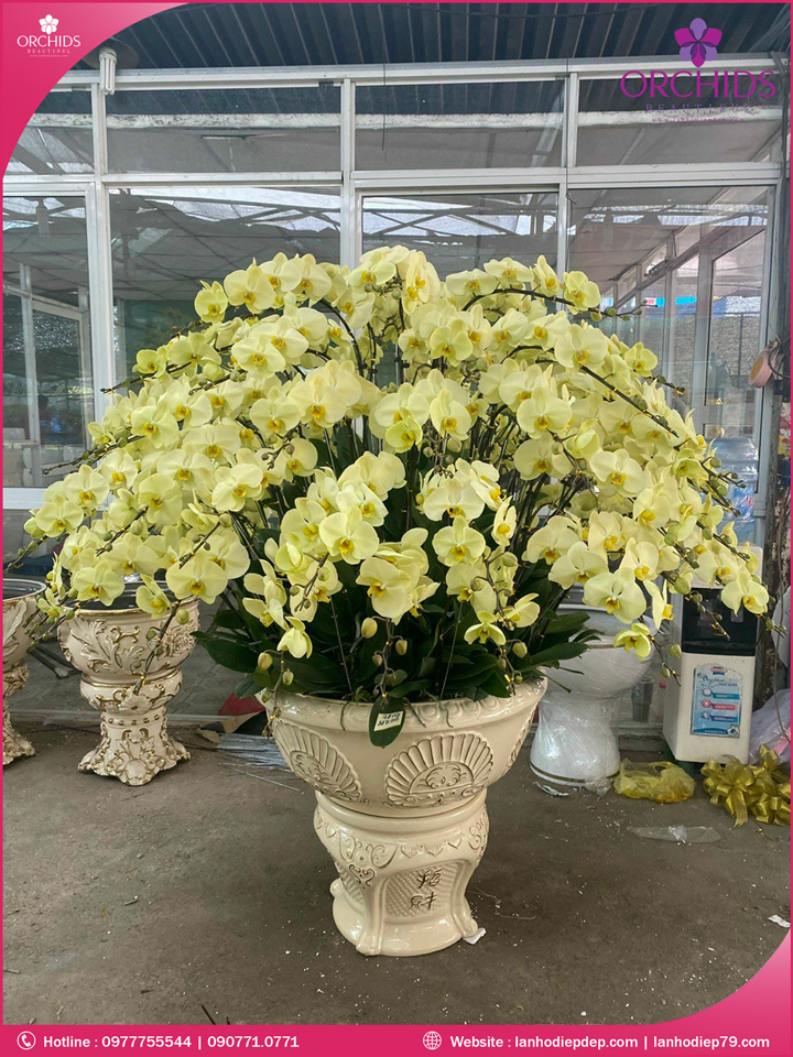 Chậu hoa lan hồ điệp vàng 100 cành