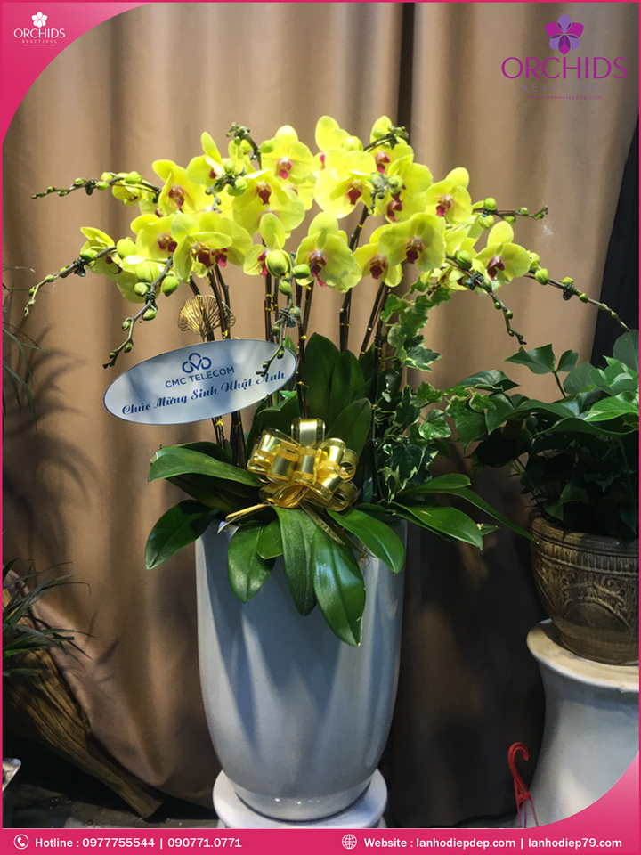 Chậu hoa lan hồ điệp vàng 11 cành