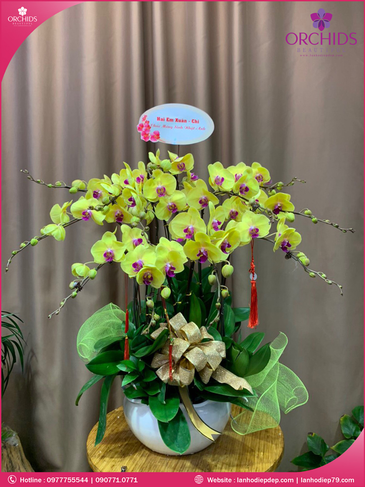 Chậu hoa lan hồ điệp vàng 12 cành