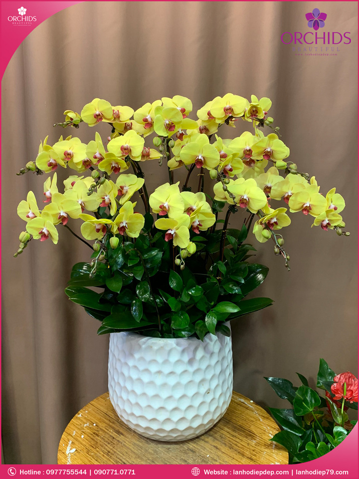 Chậu hoa lan hồ điệp vàng 12 cành