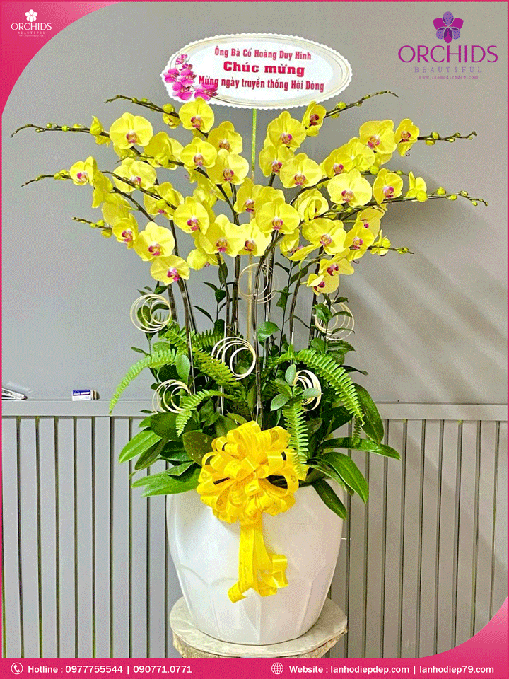 Chậu hoa lan hồ điệp vàng 12 cành