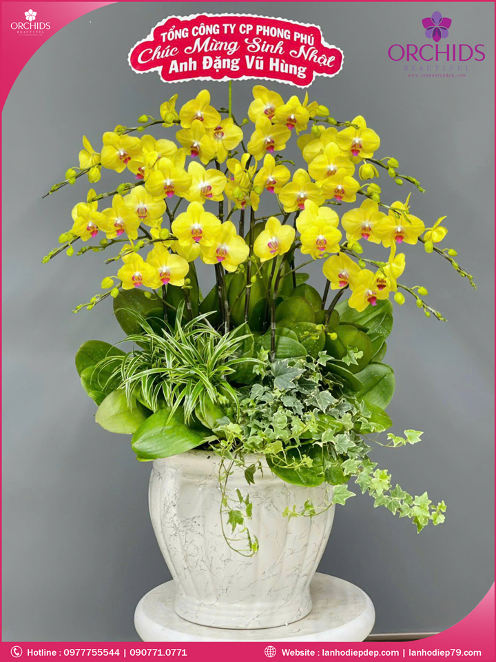 Chậu hoa lan hồ điệp vàng 12 cành