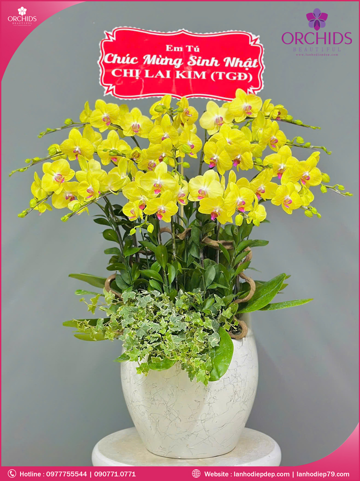Chậu hoa lan hồ điệp vàng 12 cành