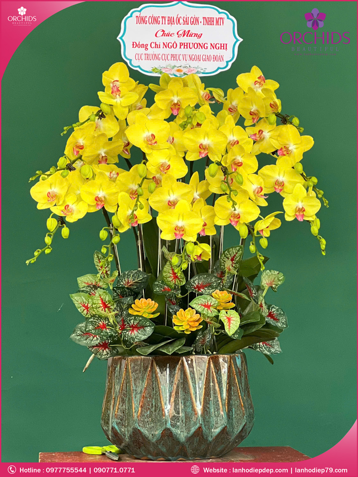 Chậu hoa lan hồ điệp vàng 12 cành