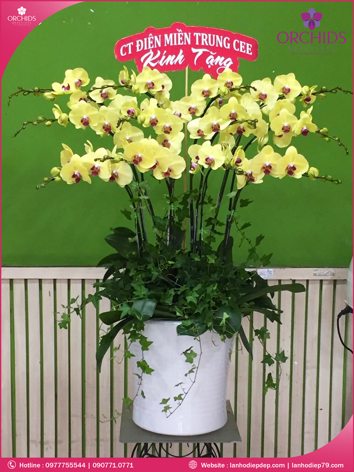 Chậu hoa lan hồ điệp vàng 12 cành