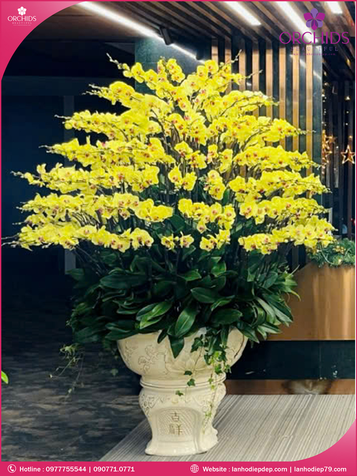 Chậu hoa lan hồ điệp vàng 120 cành