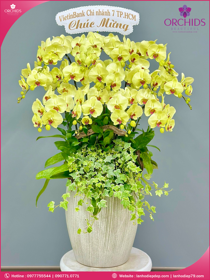 Chậu hoa lan hoa điệp vàng 13 cành