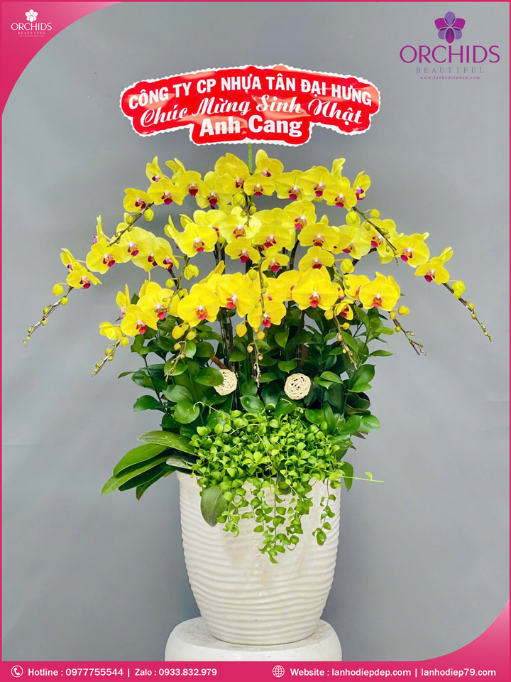 chau-hoa-lan-ho-diep-vang-13-canh-v504