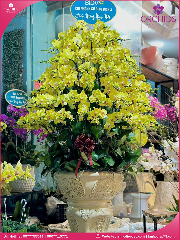 Chậu hoa lan hồ điệp vàng 139 cành