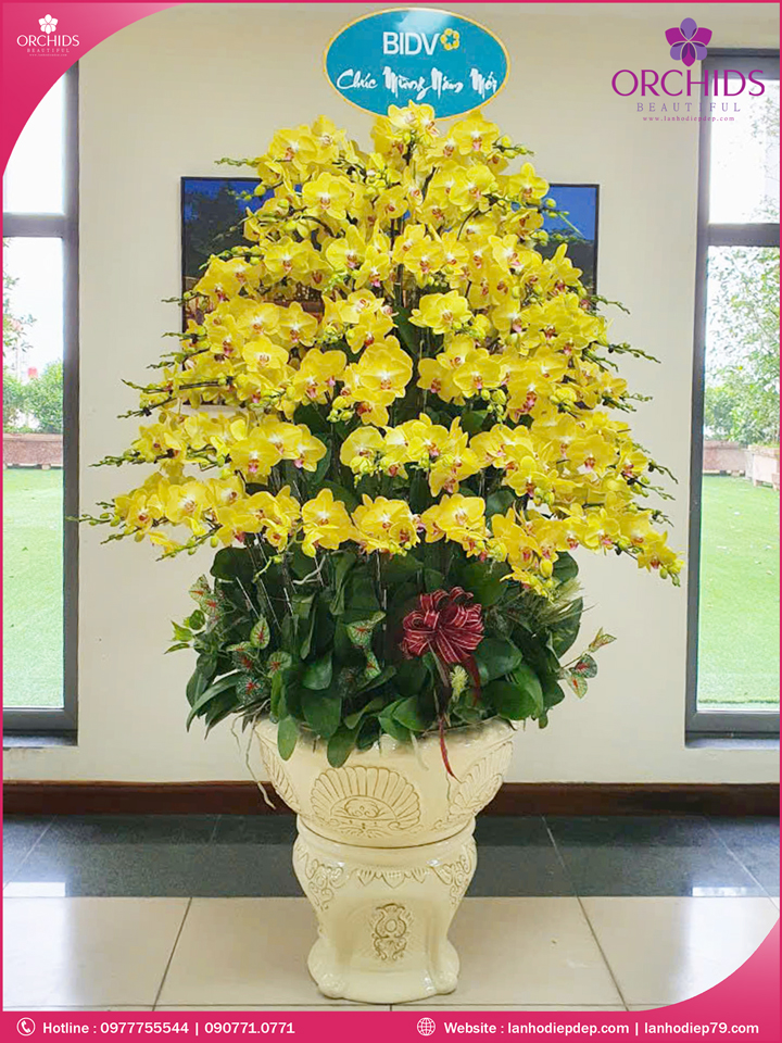 Chậu hoa lan hồ điệp vàng 145 cành