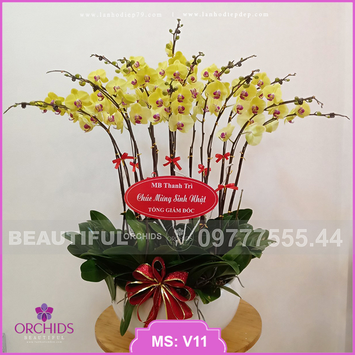 Chậu hoa lan hồ điệp 15 cành lan màu vàng phù hợp tặng khai trương, chúc mừng lễ khánh thành, khởi công, tặng tân gia nhà mới