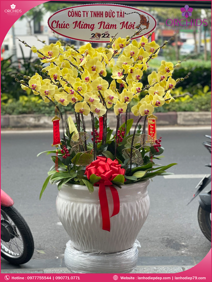 Chậu hoa lan hồ điệp vàng 15 cành