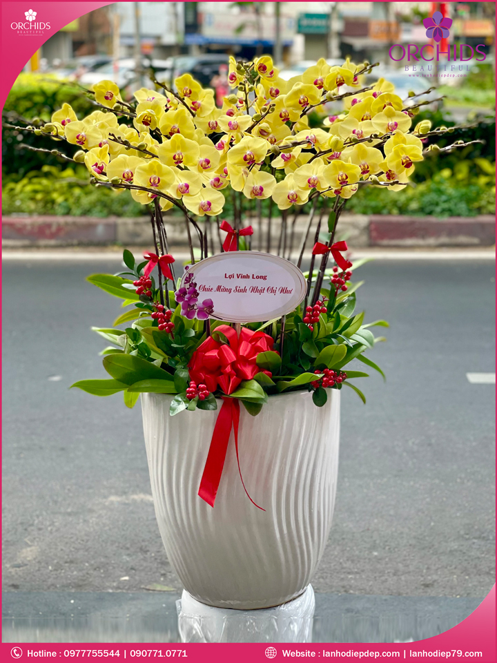 Chậu hoa hồ điệp vàng 15 cành