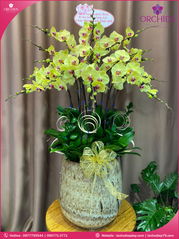Chậu hoa lan hồ điệp vàng 15 cành